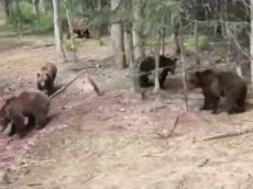 Голодные медведи окружили машину с людьми в Якутии