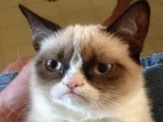 САМЫЙ УГРЮМЫЙ КОТ В ИНТЕРНЕТЕ