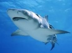 Во Флориде женщина чудом спаслась от акулы