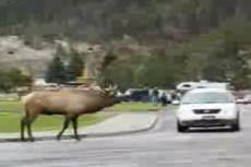 В национальном парке лось нападает на автомобили