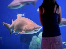 Посетители зоопарка сняли на видео, как одна акула съела другую