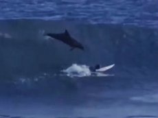 Дельфин прыгнул на серфера