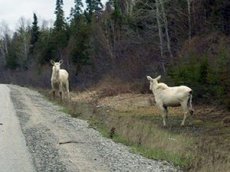 В Канаде сняли на видео редких белых лосей