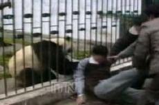 Панда напала на посетителя зоопарка