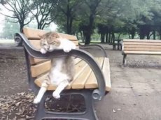 Японский кот умеет сидеть как человек