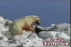 Белые медведи уничтожают моржей