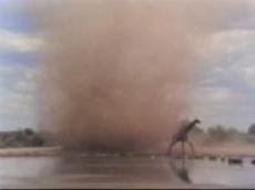 Жирафа чуть не унесло торнадо