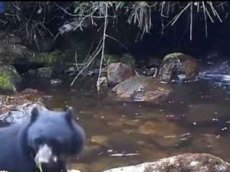 Медведица заставила непослушного детеныша перейти реку