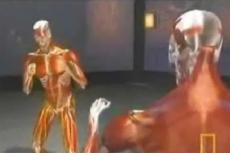 Анатомию нокаута теперь можно изучать