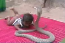 Родители подарили шестимесячному сыну … кобру!