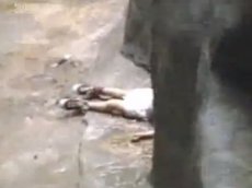 В зоопарке ребенок упал в вольер с горилами
