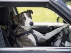 В Новой Зеландии бездомные собаки научились водить автомобили
