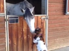 Козочка попыталась забодать лошадь