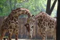 В зоопарке подрались жирафы