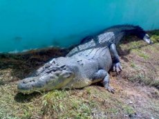 На Среднем Урале вновь обнаружили крокодила