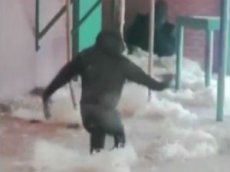 Танцующая горилла стала звездой интернета
