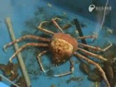 Как краб меняет панцырь