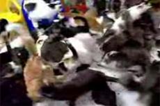 130 кошек для квартиры в хрущовке — не предел?