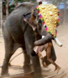 Обезумевший слон убил человека