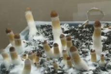 Как растут грибы: 5 дней за одну минуту