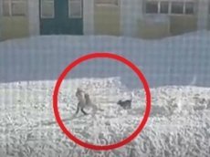 Cобака напала на девочку на школьном дворе