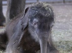 Смешной слоненок