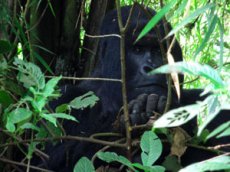 В национальном заповеднике горилла попыталась   похитить человека