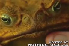 Обнаружена гигантская жаба