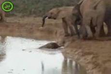 Слоны спасли тонущего слоненка