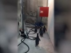 Дерзкий побег пингвинов из зоопарка сняли на видео