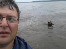 В Тверской области медведь сопровождал лодку с рыбаками