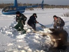 Летчики спасли лосиху