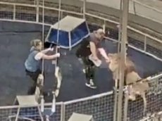 Лев напал на дрессировщика во время репетиции в цирке
