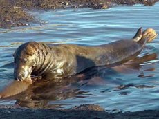 Ученые сняли на видео тюленей-каннибалов