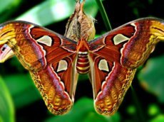 Самая большая в мире бабочка