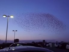 Тысячи скворцов образовали в небе «танцующее облако»