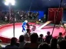 Опубликованы кадры нападения медведя на дрессировщика в Волгоградской области