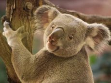 Коалы-драчуны стали героями интернета