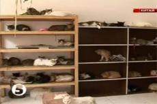 В доме у китаянки живет больше 1200 кошек!