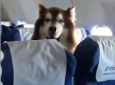 Видео с собакой в самолете стало интернет-хитом