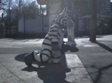 Сотрудники зоопарка устроили учебную погоню за зеброй
