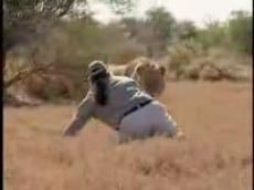 В африканском заповеднике посетитель решил поиграть со львом