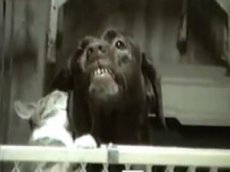 Кошачья любовь заставила собаку улыбаться