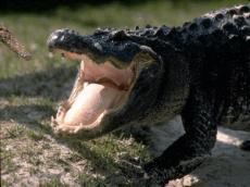 В Интернете появился трейлер к новому ужастику о зубастом убийце