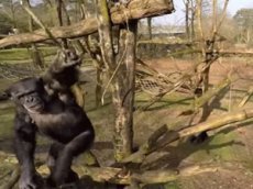 Шимпанзе изобрел копье и сбил беспилотник