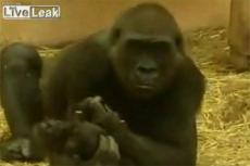 В Германии в зоопарке горилла убила детеныша