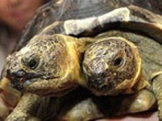 Животные мутанты или как жестоко иногда шутит природа