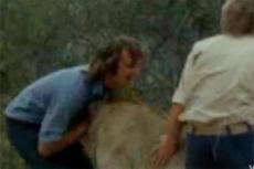 Чемпионы YouTube: лев и двое англичан