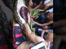 Гигантский питон целиком проглотил женщину в Индонезии
