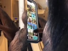 Научившаяся пользоваться Instagram обезьяна стала интернет-звездой